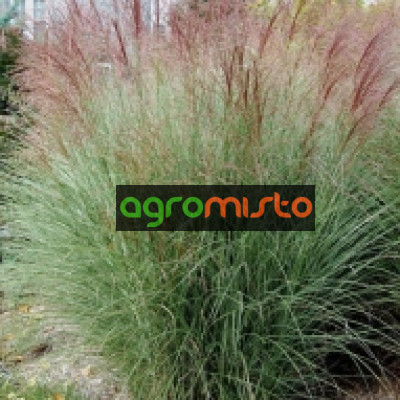 Трава китайська Miscanthus sinensis Gracillimus (С10)