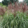 Трава китайська Miscanthus sinensis Maleparthus (С2)