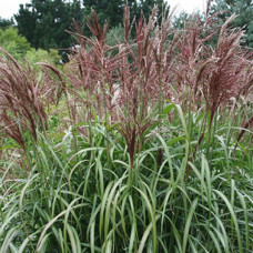 Трава китайська Miscanthus sinensis Maleparthus (С2)