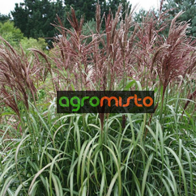 Трава китайська Miscanthus sinensis Maleparthus (С2)