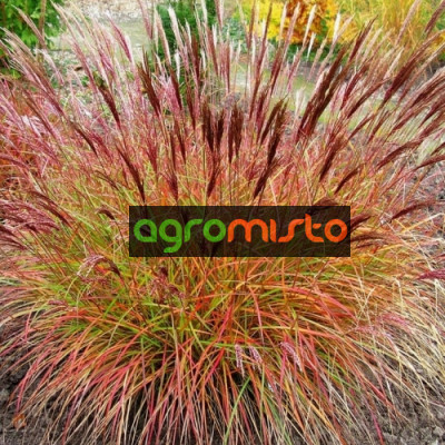 Трава китайська Miscanthus sinensis Red Chief (С2)