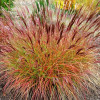 Трава китайська Miscanthus sinensis Red Chief (С5)