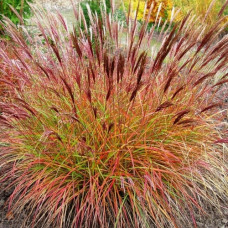 Трава китайська Miscanthus sinensis Red Chief (С5)