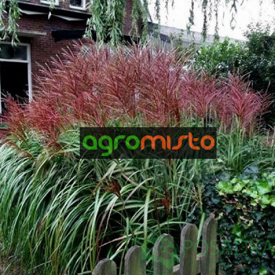 Трава китайська Miscanthus sinensis Roterpfeil (С2)