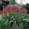 Трава китайська Miscanthus sinensis Rotsilber (С5)