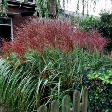 Трава китайська Miscanthus sinensis Rotsilber (С5)