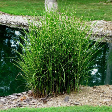 Трава китайська Miscanthus sinensis Strictus (С2)