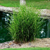 Трава китайська Miscanthus sinensis Strictus (С10)