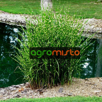 Трава китайська Miscanthus sinensis Strictus (С10)