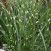 Трава китайська Miscanthus sinensis Zebrinus (С2)