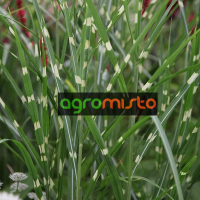 Трава китайська Miscanthus sinensis Zebrinus (С2)