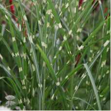 Трава китайська Miscanthus sinensis Zebrinus (С5)