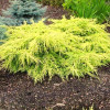 Ялівець середній Juniperus media Goldkissen (C2)