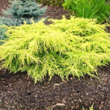 Ялівець середній Juniperus media Goldkissen (C2)
