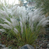  Stipa brachytricha (C1.5)