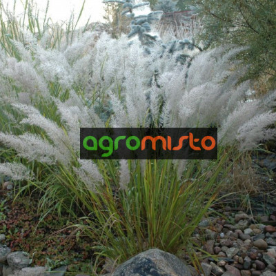  Stipa brachytricha (C1.5)