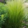  Stipa tenuissima Pony Tails (C1.5)