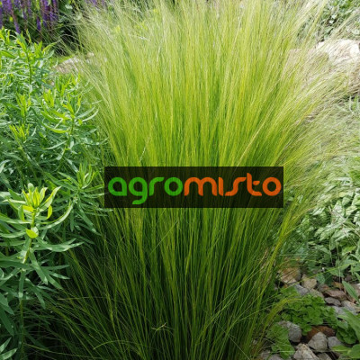 Stipa tenuissima Pony Tails (C1.5)
