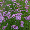  Verbena bonariensis (C1.5)