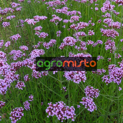  Verbena bonariensis (C1.5)