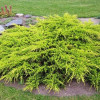 Ялівець середній Juniperus media Old Gold (C3)