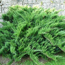 Ялівець козацький Juniperus sabina Tamariscifolia (C3)