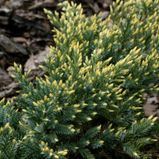 Ялівець лускатий Juniperus squamata Dream Joy (С2)