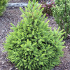 Ялина норвезька Picea abies Wils Zwerg (C2)