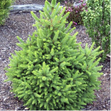 Ялина норвезька Picea abies Wils Zwerg (C2)