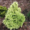 Ялина біла Picea glauca Biesenthaler Fruhling (C5)