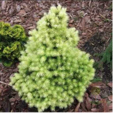 Ялина біла Picea glauca Biesenthaler Fruhling (C5)