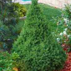 Ялина біла Picea glauca Perfecta (C2)