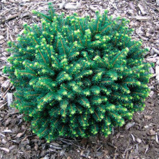 Ялина сербська Picea omorika Karel (C2)