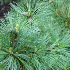 Сосна румелійська Pinus peuce (C2)