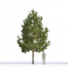 Сосна звичайна Pinus sylvestris (CS)