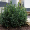 Тис звичайний Taxus baccata annA (235)