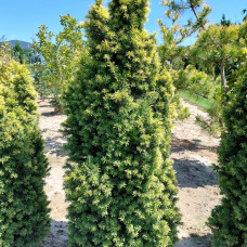 Тис звичайний Taxus baccata Goud Elsje (C2)