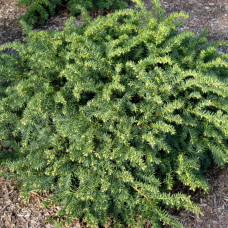 Тис звичайний Taxus baccata Repandens (C3)
