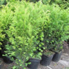 Тис середній Taxus x media Groenland (C2)