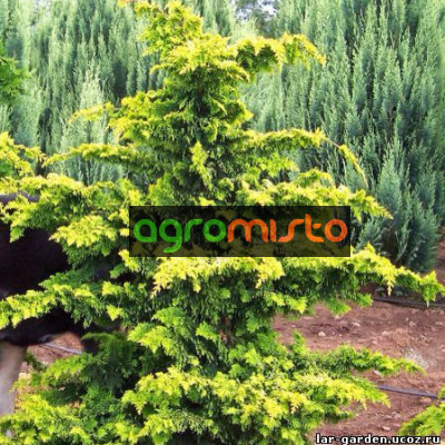 Кипарис Японський Chamaecyparis obtusa Femspray Gold (C5)
