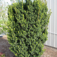 Тис середній Taxus x media Hicksii (С3)