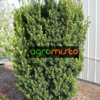 Тис середній Taxus x media Hicksii (С3)