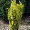 Тис середній Taxus x media Stefania (C3)