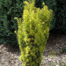 Тис середній Taxus x media Stefania (C3)