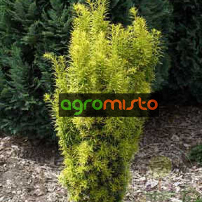 Тис середній Taxus x media Stefania (C3)