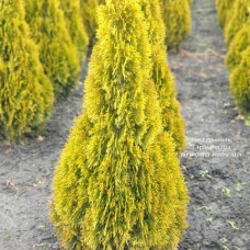 Туя західна Thuja occidentalis Janed Gold (Golden Smaragd)9Y (C2)