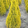 Туя західна Thuja occidentalis Janed Gold (Golden Smaragd)(C3)