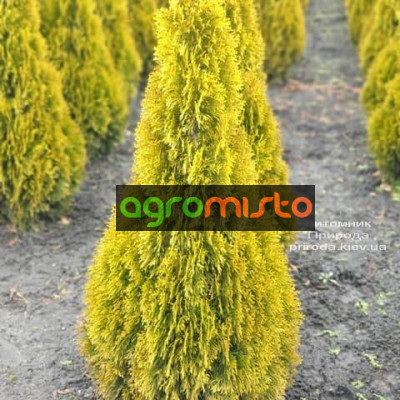 Туя західна Thuja occidentalis Janed Gold (Golden Smaragd)(C3)