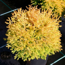 Туя західна Thuja occidentalis Rheingold (C3)