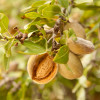 Миндаль Ялтинский (Однолетний, ОКС)